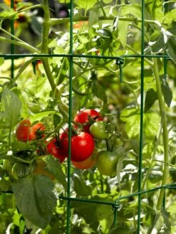 Tomato Cages, Set Of 4 12 Tomato Cages, Set Of 4 -Garden Care 34182 588 tif