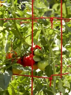 Tomato Cages, Set Of 4 11 Tomato Cages, Set Of 4 -Garden Care 34182 592