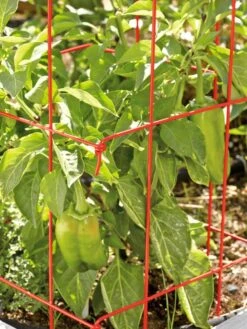 Pepper And Eggplant Cages, Set Of 3 12 Pepper And Eggplant Cages, Set Of 3 -Garden Care 37464 567 tif