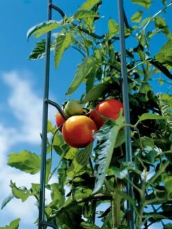 Tomato Ladders, Set Of 3 12 Tomato Ladders, Set Of 3 -Garden Care 38184 003E tif