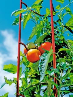 Tomato Ladders, Set Of 3 13 Tomato Ladders, Set Of 3 -Garden Care 38185 003E tif