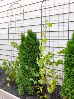 Jardin Flower Trellis 7 Jardin Flower Trellis -Garden Care 38689 6002 tif