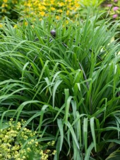 Jardin Bird Cage Support, 26" 9 Jardin Bird Cage Support, 26" -Garden Care 39 521 0073 tif