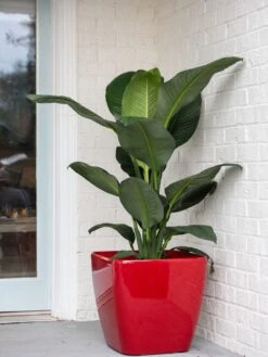 Viva Square Self-Watering Rolling Planter, 20" Diameter, Set Of 2 -Garden Care 3 4 crop 8612930 0032 tif