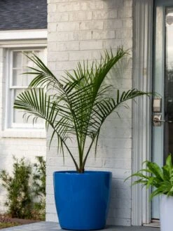 Viva Round Self-Watering Rolling Planter, 20" Diameter, Set Of 2 -Garden Care 3 4 crop 8612933 0024 tif