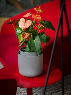 Tolita Recycled Self-Watering Flower Pot, 8" Diameter