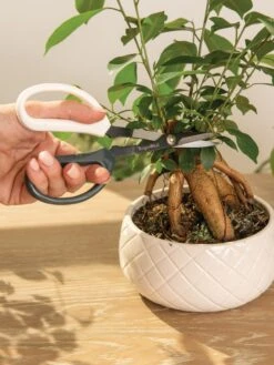 Japanese Pruning Scisssors -Garden Care 3 4 crop 8612968 0087