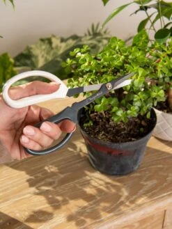 Japanese Pruning Scisssors -Garden Care 3 4 crop 8612968 0092