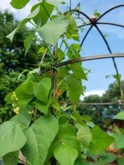 Jardin Tower 10 Jardin Tower -Garden Care 3 4 crop 8612997 0058