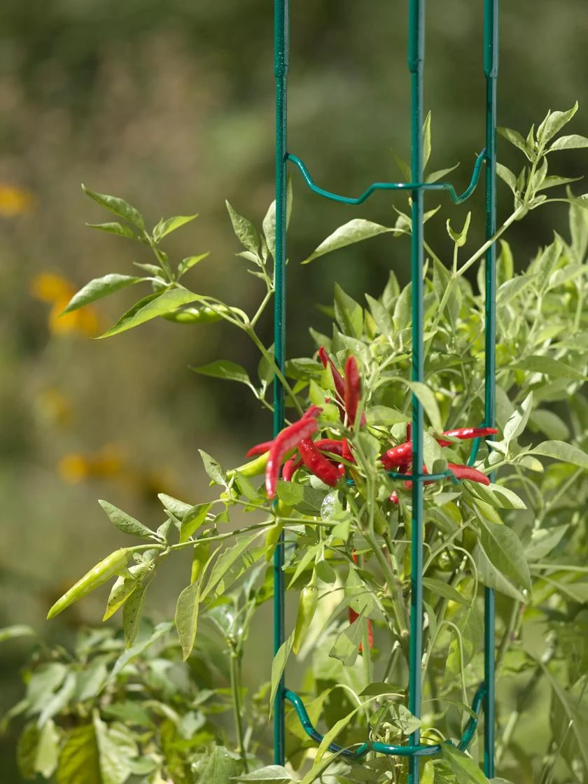 Pepper And Eggplant Stakes, Set Of 3 4 Pepper And Eggplant Stakes, Set Of 3 - Image 2
