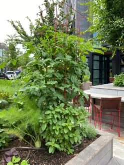 Tomato Towers, Set Of 2 -Garden Care 8587041 01IN tif