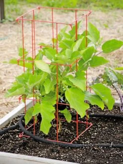 Pepper And Eggplant Cages, Set Of 3 11 Pepper And Eggplant Cages, Set Of 3 -Garden Care 8587048 103 tif