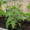 Pepper And Eggplant Cages, Set Of 3 -Garden Care 8587048 1073 tif
