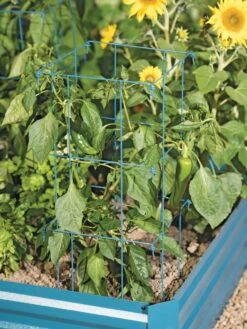 Pepper And Eggplant Cages, Set Of 3 10 Pepper And Eggplant Cages, Set Of 3 -Garden Care 8587048 9792 tif