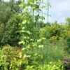 Bean Tower -Garden Care 8587060GRN 0112 3 4