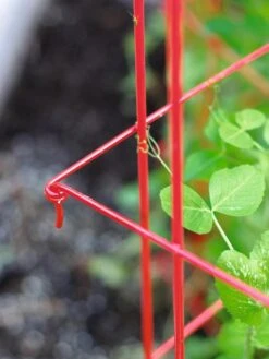 Tall Expandable Pea Trellis 9 Tall Expandable Pea Trellis -Garden Care 8587061 010 tif