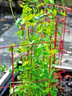 Expandable Pea Trellis -Garden Care 8587061 100 tif