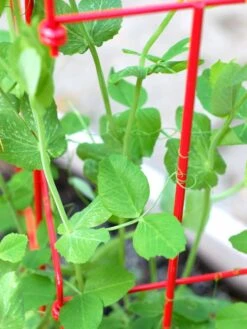 Tall Expandable Pea Trellis 11 Tall Expandable Pea Trellis -Garden Care 8587061 101 tif 1