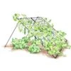 Large Cucumber Trellis -Garden Care 8587082 CukeTrellis L Blk 001E tif