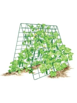 Deluxe Cucumber Trellis 16 Deluxe Cucumber Trellis -Garden Care 8587083 001 GRN tif