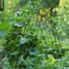 Deluxe Cucumber Trellis -Garden Care 8587083 01IN