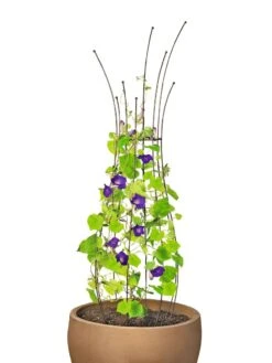 Jardin Pot Trellis -Garden Care 8587120 1006 tif