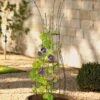 Jardin Pot Trellis 1 Jardin Pot Trellis -Garden Care 8587120 224 tif