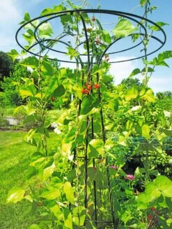 Essex Tuteur, 78" -Garden Care 8587861 100 tif