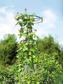 Essex Tuteur, 78" -Garden Care 8587861 4160 tif