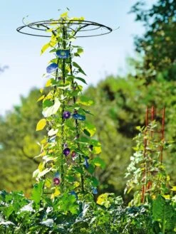 Essex Tuteur, 78" -Garden Care 8587861 5028 tif