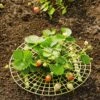 Strawberry Supports, Set Of 6 2 Strawberry Supports, Set Of 6 -Garden Care 8587970 1039 tif