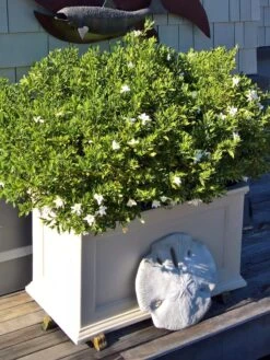 Fairfield Self-Watering Patio Planters, 20” X 36” -Garden Care 8588417 208V tif