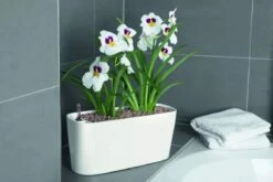 Lechuza® Delta Self-Watering Windowsill Planters -Garden Care 8590298 01V tif