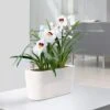 Lechuza® Delta Self-Watering Windowsill Planters -Garden Care 8590298 03V tif