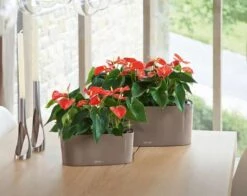 Lechuza® Delta Self-Watering Windowsill Planters -Garden Care 8590298 04V tif