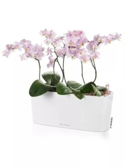 Lechuza® Delta Self-Watering Windowsill Planters -Garden Care 8592361 02V tif