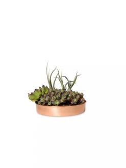 Extra Small Round Copper Plant Tray, 8" -Garden Care 8593528 2909 tif