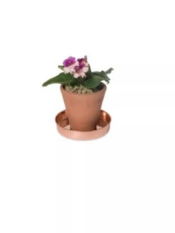 Extra Small Round Copper Plant Tray, 8" -Garden Care 8593528 2922 tif