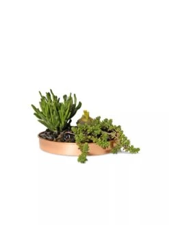 Small Round Copper Plant Tray, 10" -Garden Care 8593529 2908 tif