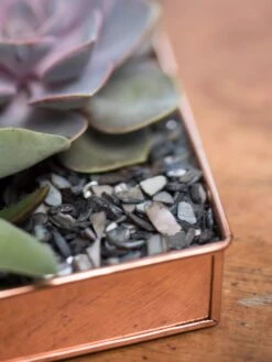 Rectangular Copper Plant Tray, 24" X 5" 10 Rectangular Copper Plant Tray, 24" X 5" -Garden Care 8593533 4570 tif