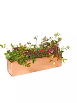 Tall Rectangular Copper Plant Tray, 18" X 5" X 4" 10 Tall Rectangular Copper Plant Tray, 18" X 5" X 4" -Garden Care 8593534 2899 tif