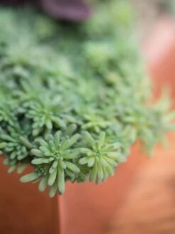 Tall Rectangular Copper Plant Tray, 18" X 5" X 4" 9 Tall Rectangular Copper Plant Tray, 18" X 5" X 4" -Garden Care 8593534 4601 tif