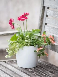 Viva Round Self-Watering Planter, 7" Diameter 10 Viva Round Self-Watering Planter, 7" Diameter -Garden Care 8595222 1139 tif