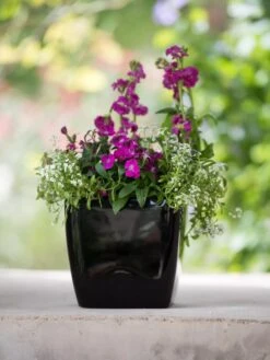 Viva Square Self-Watering Planter, 7" Diameter -Garden Care 8595223 1107 tif