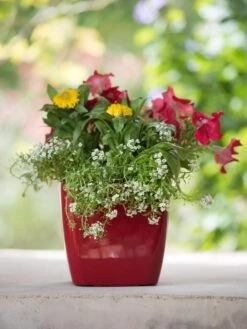 Viva Square Self-Watering Planter, 7" Diameter -Garden Care 8595223 1111 tif