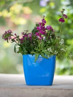 Viva Square Self-Watering Planter, 7" Diameter -Garden Care 8595223 1113 tif