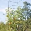 Mammoth Tomato Towers, Set Of 2 1 Mammoth Tomato Towers, Set Of 2 -Garden Care 8595740 4437 tif