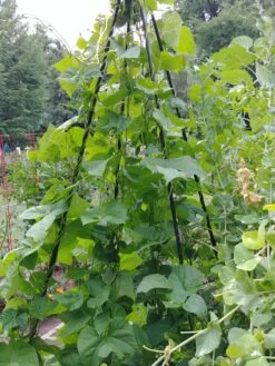 Titan Teepee Trellis 11 Titan Teepee Trellis -Garden Care 8595757 01EMP tif