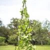 Titan Teepee Trellis -Garden Care 8595757 1206 titan teepee cucumber peas beans tif