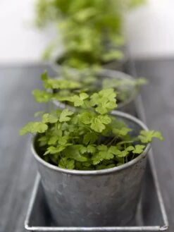 Galvanized Herb Planters With Rectangular Tray 8 Galvanized Herb Planters With Rectangular Tray -Garden Care 8595903 advice 1777 tif